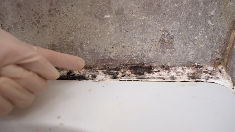 Best Mold Damage Restoration  in Riverdale, CA