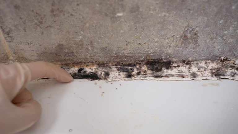 Mold Remediation for Vacation Homes in Riverdale, CA