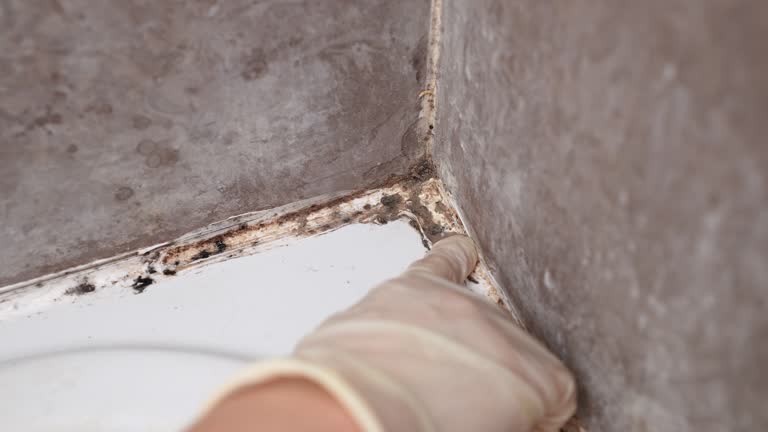 Best HVAC Mold Inspection and Cleaning  in Riverdale, CA