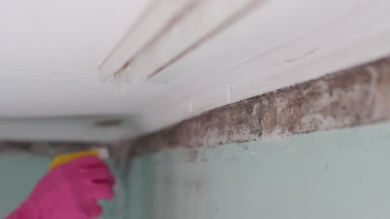 Best Commercial Mold Inspection  in Riverdale, CA